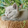 BKH Kitten mit Stammbaum und Impfung /Bernstein Augen 