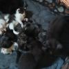 10 süße Baby Katzen suchen ein Zuhause 