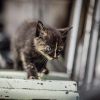 Baby Katzen suchen neues zu Hause
