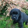 Ab sofort abzugeben: Liebe charcoal Labrador Welpe (Hündin)