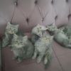 6 süße bkh kitten