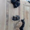 5 kleine Katzen suchen ein neues Zuhause 