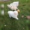 Zwergspitz Pomeranian Welpen mit Ahnentafel Teddy Boo