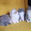 BKH Baby Katzen, Jungs und Mädchen Kitten- Blau, Grau, Weiß, Biclor (Grau-Weiß)