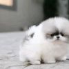 MINI Pomeranian SpitzBoo Welpe