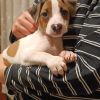 Jack Russel Terrier (4 Monate alt)