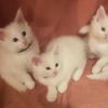 Süße Maine Coon Kitten 