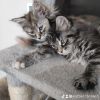 Süße Maine Coon  Kitten suchen liebevolles zuhause