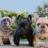 Tolle Französische Bulldoggenwelpen zu verkaufen