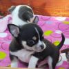Chihuahua-Welpen, sehr liebevoll