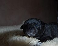 Labrador Mischlinge  - Dietfurt 