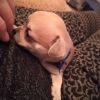 Chihuahua KH welpen 