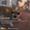 Chihuahua Welpen KH 