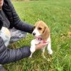 Liebevoll aufgezogene Beagle Welpen 