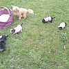 Yorkshire Terrier Welpen 
