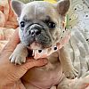 dringend.. welpe der französischen bulldogge zur adoptierung