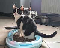 Bald auszugsbereit! reinrassige BKH Britisch Kurzhaar Kitten, Vater mit Stammbaum