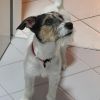 Süsse Jack Russell Terrier Mädchen an gutes Zuhause abzugeben 1/2 Jahr Alt